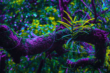 Load image into Gallery viewer, Nurture