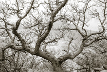 Load image into Gallery viewer, The Tree of Life